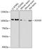 SRY-Box 30 antibody, A11717, Boster Biological Technology, Western Blot image 