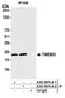 Transmembrane Protein 33 antibody, A305-597A-M, Bethyl Labs, Immunoprecipitation image 