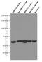Heat Shock Protein Family D (Hsp60) Member 1 antibody, 66041-1-Ig, Proteintech Group, Western Blot image 