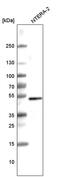 SRY-Box 3 antibody, MA5-24710, Invitrogen Antibodies, Western Blot image 