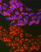 Transcription Factor EB antibody, GTX33541, GeneTex, Immunofluorescence image 