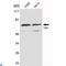 TGF-Beta Activated Kinase 1 (MAP3K7) Binding Protein 1 antibody, LS-C814129, Lifespan Biosciences, Western Blot image 