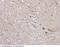 Neurofilament Heavy antibody, 100446-T08, Sino Biological, Immunohistochemistry frozen image 