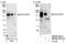 ERCC Excision Repair 5, Endonuclease antibody, NB100-74611, Novus Biologicals, Western Blot image 
