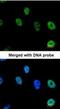 Nuclear RNA Export Factor 1 antibody, NBP1-31649, Novus Biologicals, Immunofluorescence image 