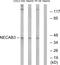 N-Terminal EF-Hand Calcium Binding Protein 3 antibody, PA5-39020, Invitrogen Antibodies, Western Blot image 