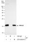High Mobility Group AT-Hook 2 antibody, GTX100519, GeneTex, Immunoprecipitation image 