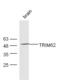 Tripartite Motif Containing 62 antibody, orb186358, Biorbyt, Western Blot image 