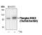 Ribosomal Protein S6 Kinase A2 antibody, PA5-17554, Invitrogen Antibodies, Western Blot image 