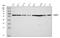 Anti-Mullerian Hormone Receptor Type 2 antibody, PB9984, Boster Biological Technology, Western Blot image 