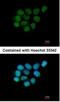 Ariadne RBR E3 Ubiquitin Protein Ligase 2 antibody, NBP1-31044, Novus Biologicals, Immunocytochemistry image 