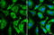 Galectin 3 antibody, GTX635155, GeneTex, Immunofluorescence image 