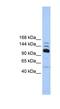 RNA Polymerase III Subunit B antibody, NBP1-54363, Novus Biologicals, Western Blot image 