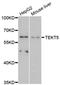 Tektin 5 antibody, LS-C747485, Lifespan Biosciences, Western Blot image 