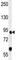 Forkhead Box P2 antibody, F49315-0.4ML, NSJ Bioreagents, Western Blot image 