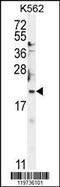 BTG Anti-Proliferation Factor 2 antibody, 55-044, ProSci, Western Blot image 