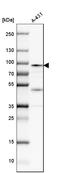 Calpain 1 antibody, HPA005992, Atlas Antibodies, Western Blot image 