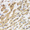 Hyaluronan And Proteoglycan Link Protein 1 antibody, LS-C334832, Lifespan Biosciences, Immunohistochemistry paraffin image 