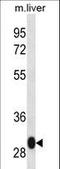 LSM12 Homolog antibody, LS-C165904, Lifespan Biosciences, Western Blot image 