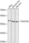 Calcium Release Activated Channel Regulator 2A antibody, GTX66215, GeneTex, Western Blot image 