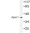 Apolipoprotein L1 antibody, LS-C177351, Lifespan Biosciences, Western Blot image 