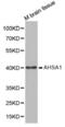 AHSA1 antibody, abx002040, Abbexa, Western Blot image 
