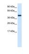 Pleiotropic Regulator 1 antibody, orb329702, Biorbyt, Western Blot image 