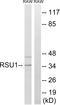 Ras Suppressor Protein 1 antibody, LS-C199554, Lifespan Biosciences, Western Blot image 