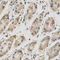 Cell Division Cycle 34 antibody, LS-B14894, Lifespan Biosciences, Immunohistochemistry frozen image 