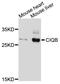 Complement C1q subcomponent subunit B antibody, A10850, ABclonal Technology, Western Blot image 