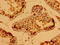WW And C2 Domain Containing 2 antibody, orb401316, Biorbyt, Immunohistochemistry paraffin image 