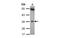 Cytochrome B5 Reductase 1 antibody, MBS837420, MyBioSource, Western Blot image 
