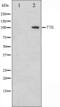 Dual specificity protein kinase TTK antibody, orb224404, Biorbyt, Western Blot image 