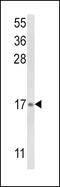 Leukotriene C4 Synthase antibody, 63-530, ProSci, Western Blot image 