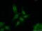 Transcription Elongation Factor A N-Terminal And Central Domain Containing 2 antibody, 20940-1-AP, Proteintech Group, Immunofluorescence image 