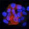 Insulin Receptor Substrate 1 antibody, MAB7455, R&D Systems, Immunofluorescence image 