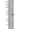 Orthodenticle Homeobox 1 antibody, abx217568, Abbexa, Western Blot image 