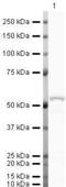 GC Vitamin D Binding Protein antibody, PA5-19802, Invitrogen Antibodies, Western Blot image 
