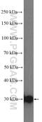 Sulfotransferase Family 4A Member 1 antibody, 12578-1-AP, Proteintech Group, Western Blot image 