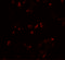 Interleukin 22 antibody, 7593, ProSci, Immunofluorescence image 