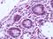 CYSLTR2 antibody, orb85579, Biorbyt, Immunohistochemistry paraffin image 