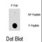 Heat Shock Protein Family B (Small) Member 1 antibody, abx031954, Abbexa, Western Blot image 