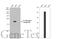 Interleukin 1 Receptor Antagonist antibody, GTX106490, GeneTex, Western Blot image 