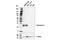 Granzyme A antibody, 96715S, Cell Signaling Technology, Western Blot image 