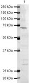 Gliomedin antibody, PA5-19534, Invitrogen Antibodies, Western Blot image 