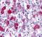 G Protein-Coupled Receptor 161 antibody, MBS243667, MyBioSource, Immunohistochemistry paraffin image 