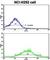 Cadherin 6 antibody, abx027844, Abbexa, Western Blot image 