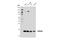 Cytosolic Iron-Sulfur Assembly Component 2B antibody, 86302S, Cell Signaling Technology, Western Blot image 