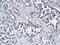 Endothelial Cell Adhesion Molecule antibody, GTX51657, GeneTex, Immunohistochemistry paraffin image 