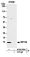 Dpy-30 Histone Methyltransferase Complex Regulatory Subunit antibody, A304-296A, Bethyl Labs, Immunoprecipitation image 
